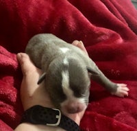a small grey and white puppy being held by a person
