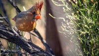 a red cardinal sitting on a branch of a tree