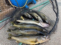 Rainy Lake Limit 
