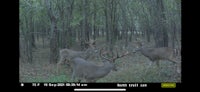a group of deer in a wooded area