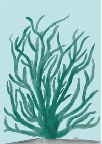 a drawing of a green seaweed plant