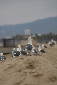 a group of seagulls standing on the sand