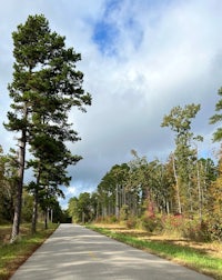 a road lined with pine trees and a cloudy sky