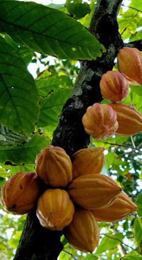 cocoa beans growing on a tree