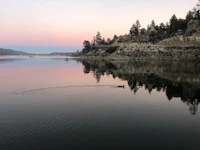 a duck floats in a lake at sunset