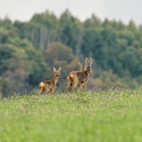 two deer standing in a grassy field
