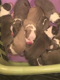 a group of puppies are sleeping in a basket