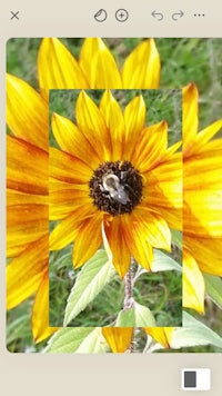 a photo of a sunflower with a bee on it