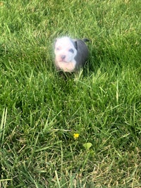a black and white puppy standing in the grass