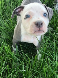 a small grey and white puppy is standing in the grass