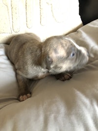 a puppy is sitting on top of a pillow
