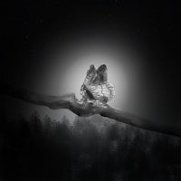 a black and white image of an owl sitting on a branch