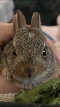 a person is holding a small rabbit in their hands
