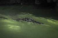 a crocodile is swimming in a green pond