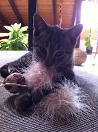 a cat playing with a pink feather toy