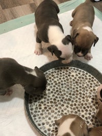 a group of puppies eating out of a bowl