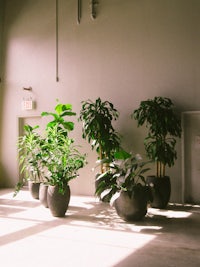 a group of potted plants in a room