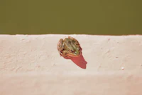 a small frog is sitting on the edge of a wall