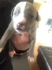 a small grey and white puppy is being held in a person's hands