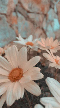 white daisies in front of a stone wall