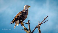 a bald eagle perched on a tree branch