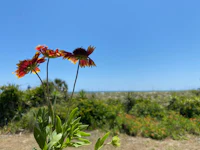 flowers in front of a beach with a blue sky