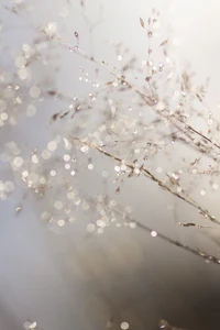 a close up of a plant with bokeh