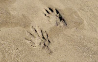 a pair of footprints in the sand