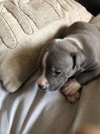 a small grey and white puppy laying on a pillow