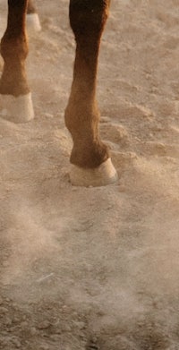 the feet of a horse walking in the sand