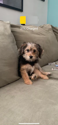 a small dog is sitting on a couch