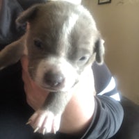 a small grey and white puppy being held by a person