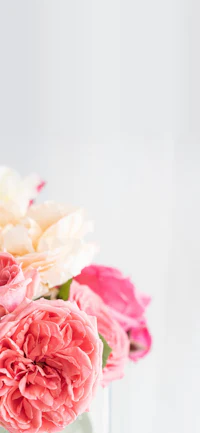 pink roses in a vase on a white background