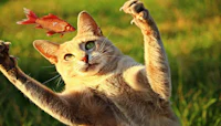 a cat playing with a fish in the grass