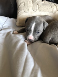 a small grey and white puppy laying on top of a pillow