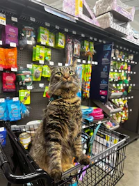 a cat sitting in a shopping cart in a pet store