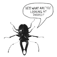 a black beetle with a speech bubble that says hey what are you looking at