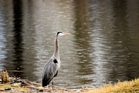 a bird standing by a body of water