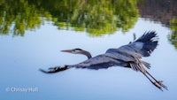 a bird flies over a body of water
