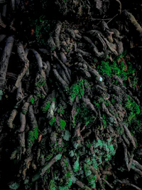 a pile of moss covered branches