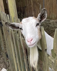 a goat looking over a wooden fence