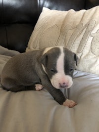 a blue and white puppy laying on a couch