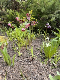 a bunch of flowers growing in the ground