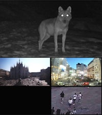 a collage of images showing a wolf in the city