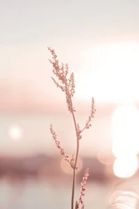 a plant in front of the water at sunset