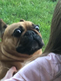 a girl is petting a french bulldog in the grass