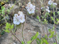 a small white flower is growing in a rocky area