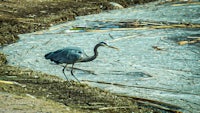 a blue heron is walking along the shore of a pond