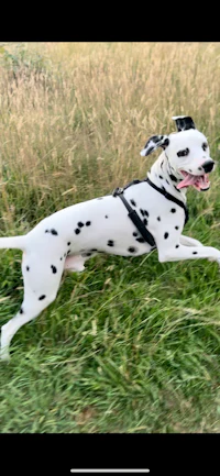 a dalmatian dog running in the grass