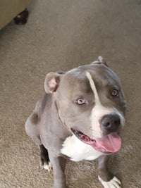 an adoptable pit bull terrier in houston, texas